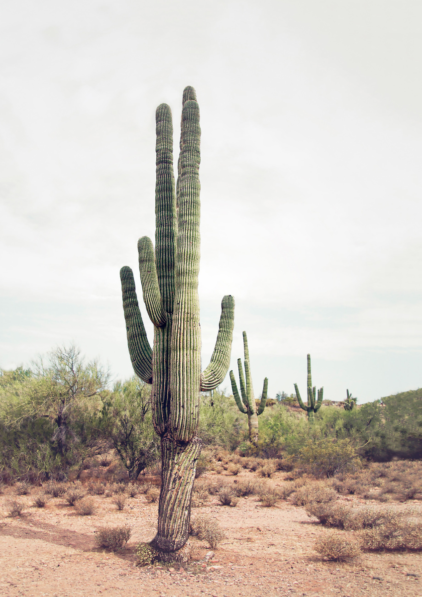 Quadro Desert Cactus