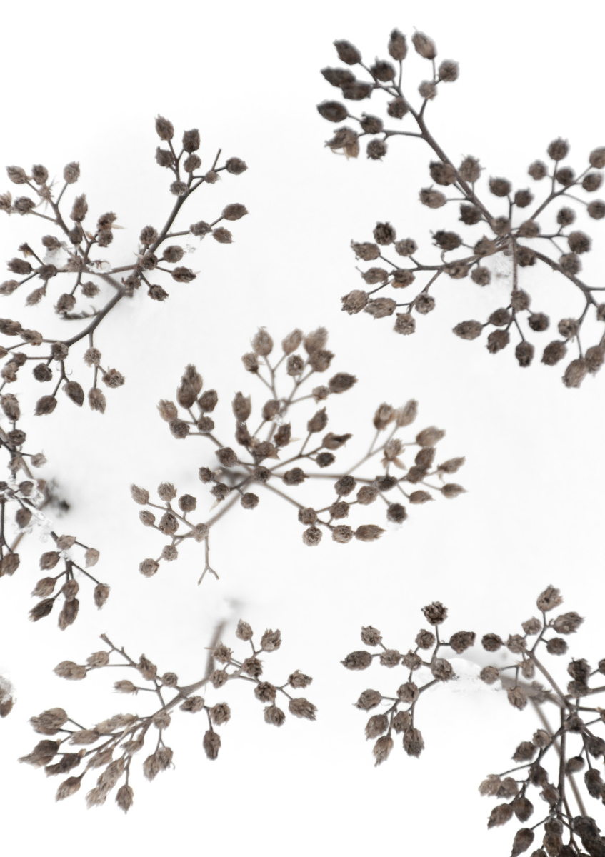 Quadro Dried Flowers in Winter White Snow