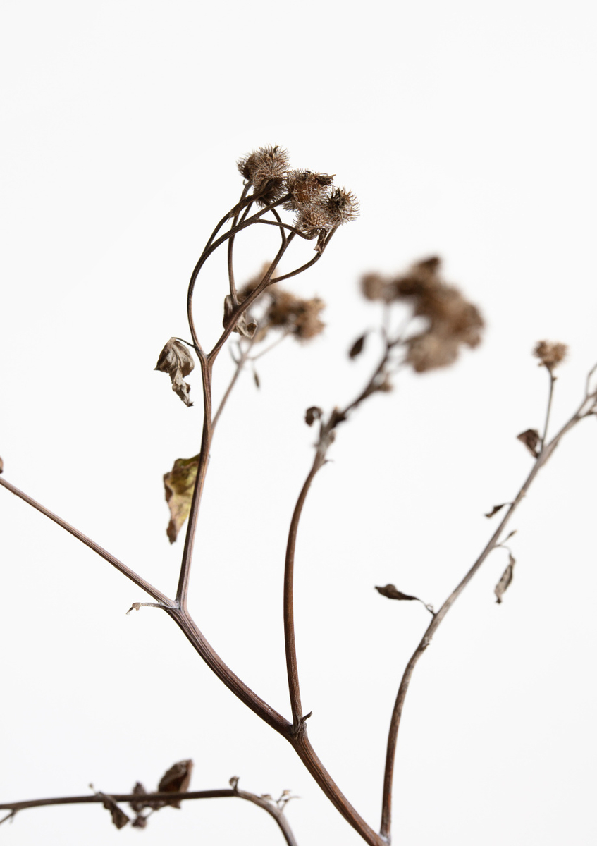 Quadro Dried Twig By 1x Studio III