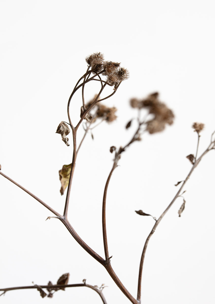 Quadro Dried Twig By 1x Studio III
