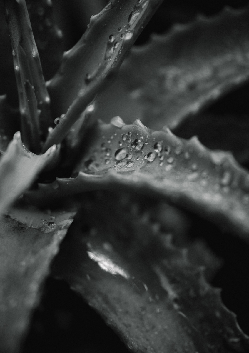 Quadro Droplets At Leaves