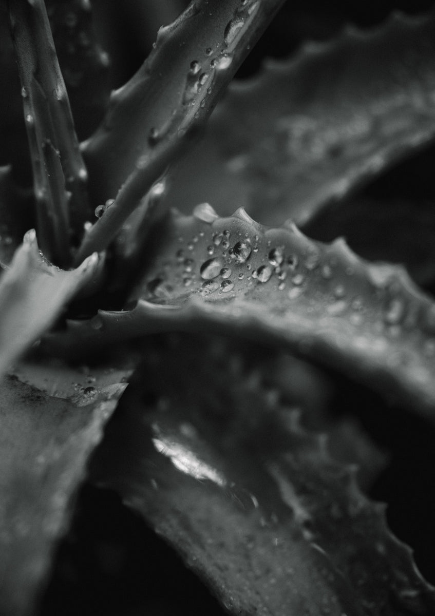 Quadro Droplets At Leaves