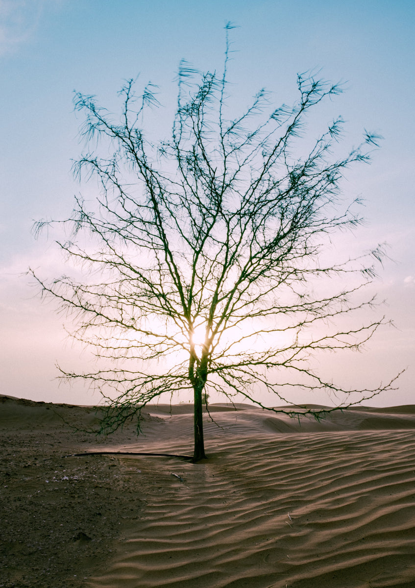 Quadro Dry Tree Sunset