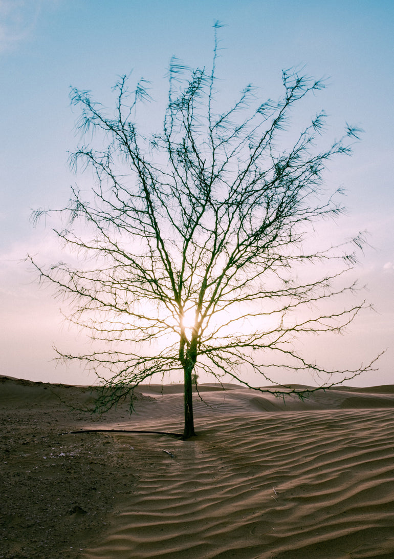 Quadro Dry Tree Sunset
