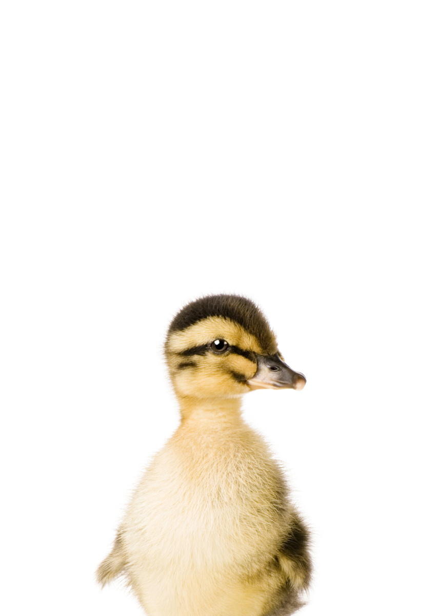 Quadro Duck