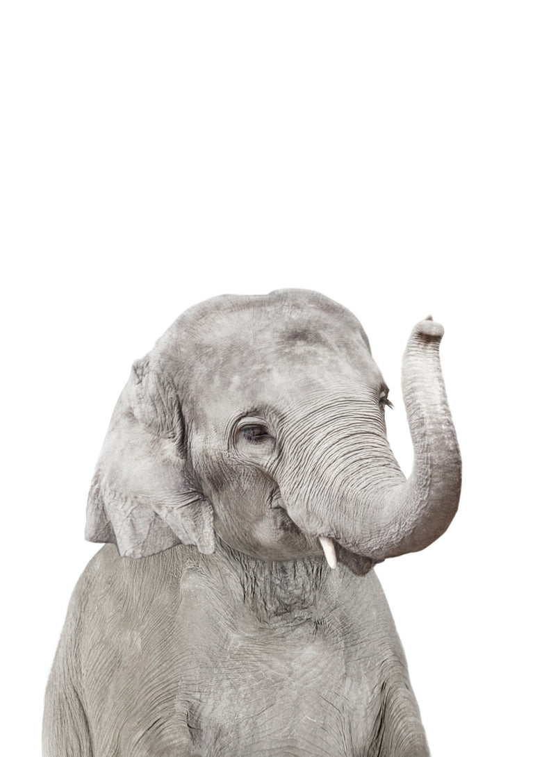 Quadro Elephant