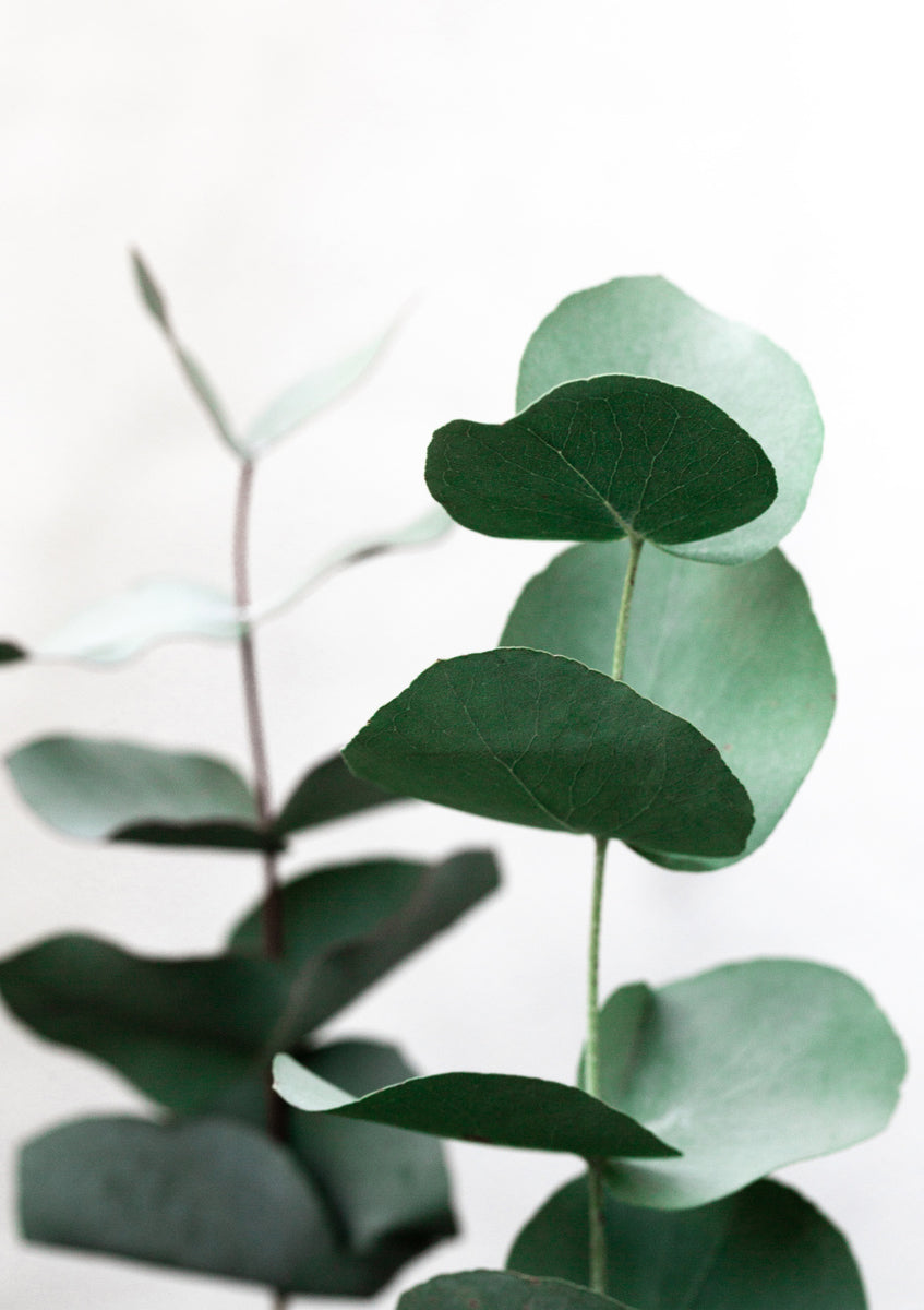 Quadro Eucalyptus 5