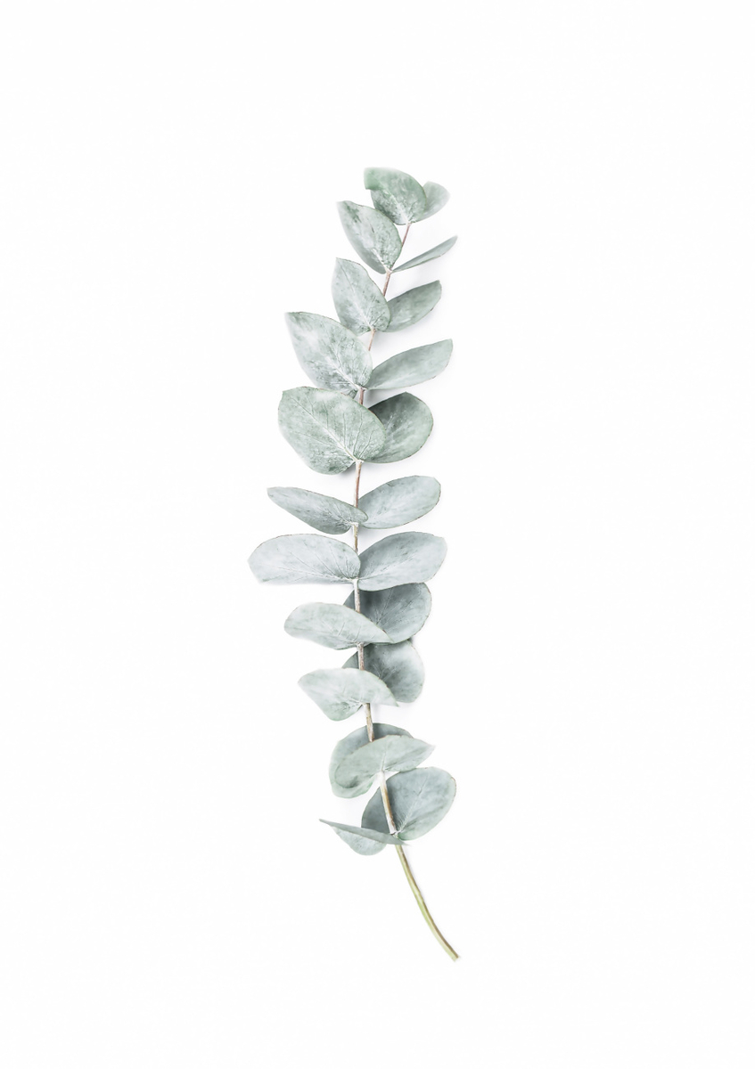 Quadro Eucalyptus