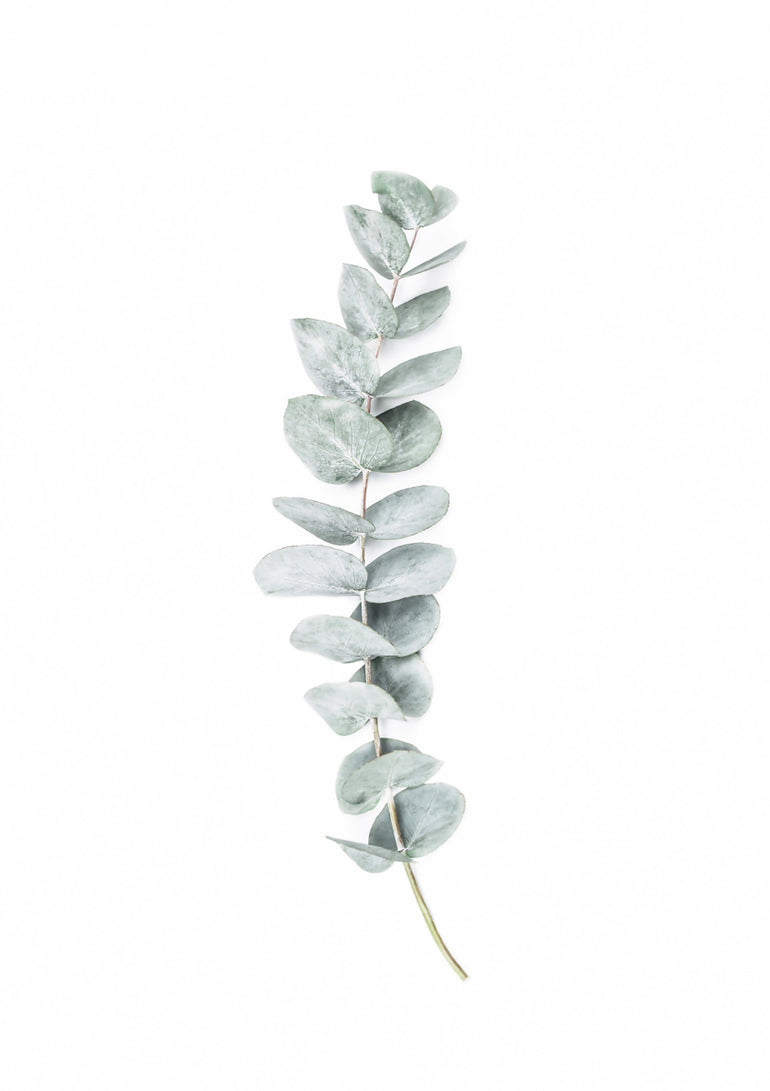Quadro Eucalyptus