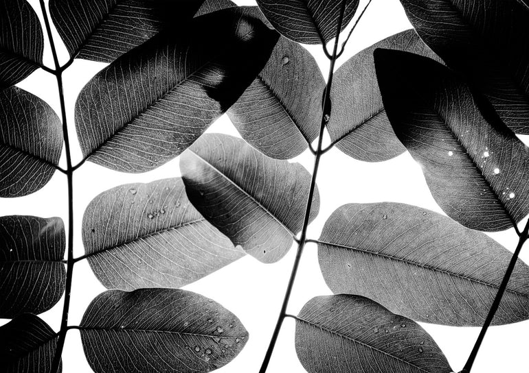 Quadro Experiment with Leaves II
