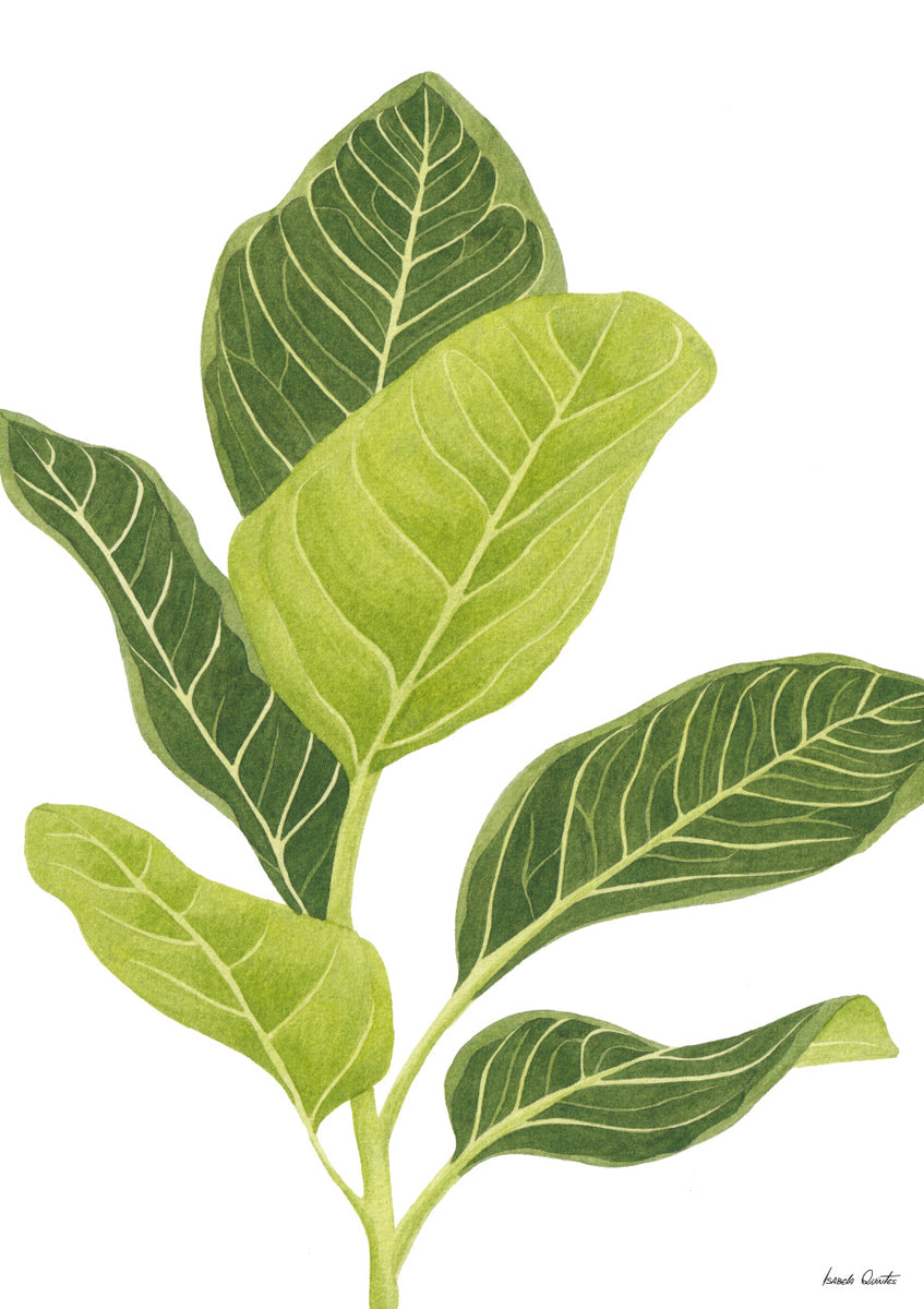 Quadro Ficus Altissima