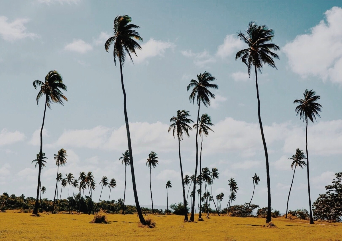 Quadro Field of Dreams
