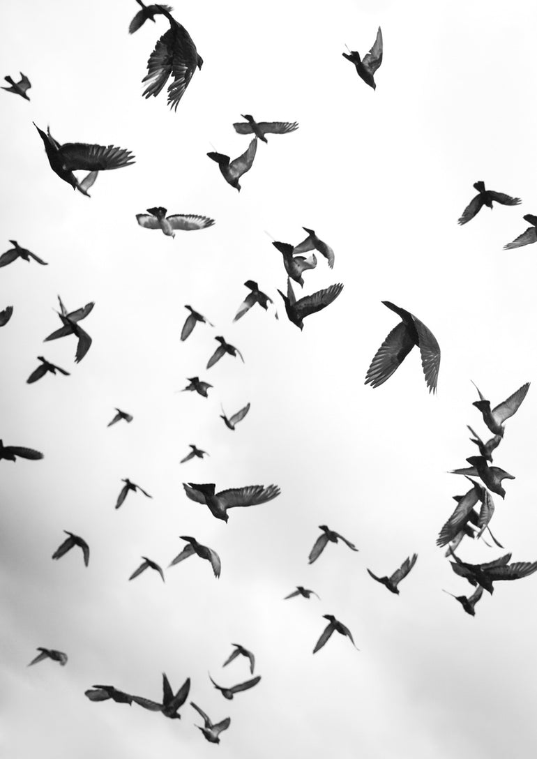 Quadro Flight a Freedom 05