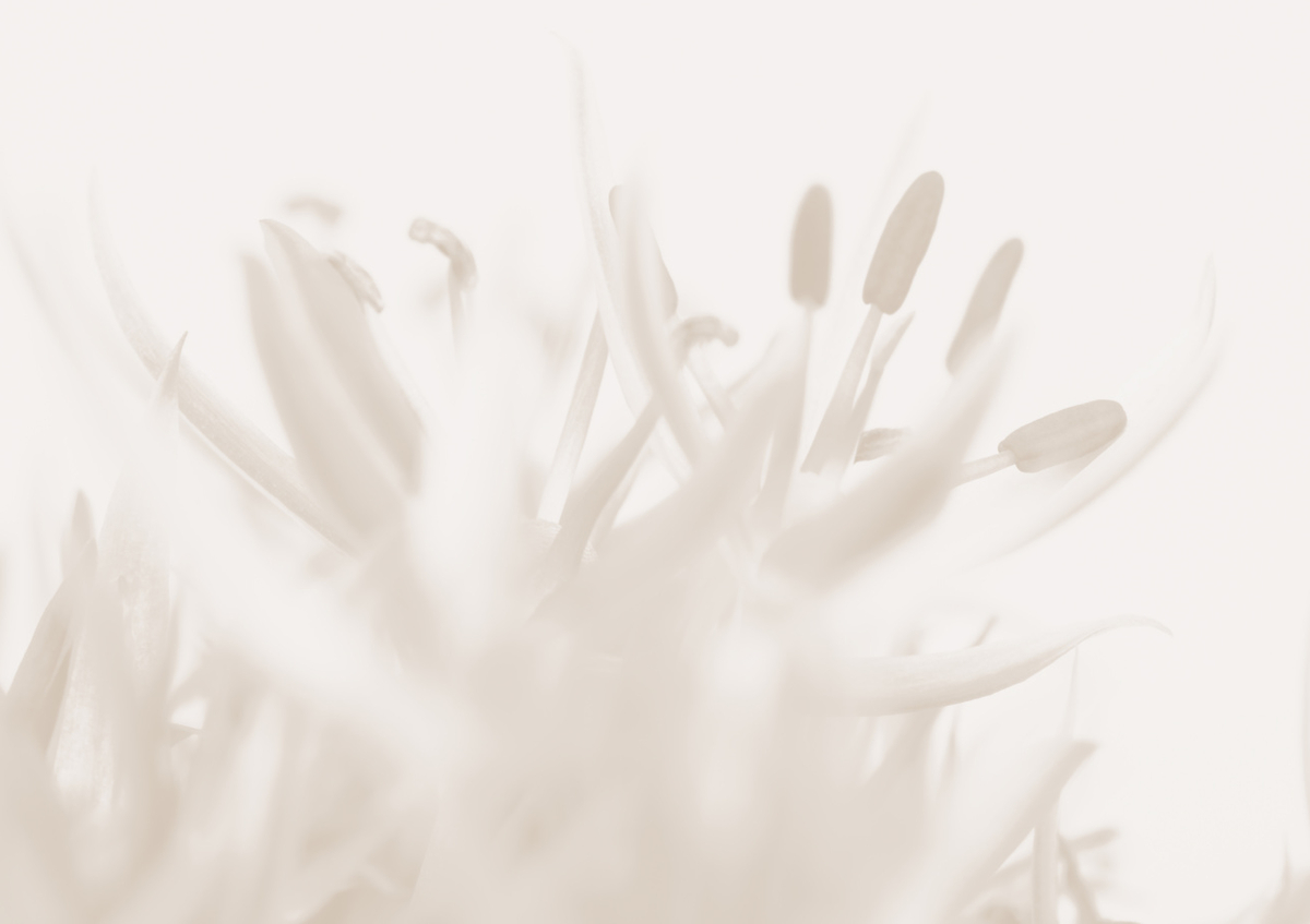 Quadro Flower Beige #2 By 1x Studio III