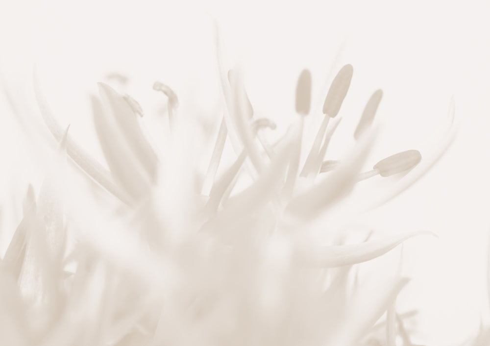 Quadro Flower Beige #2 By 1x Studio III