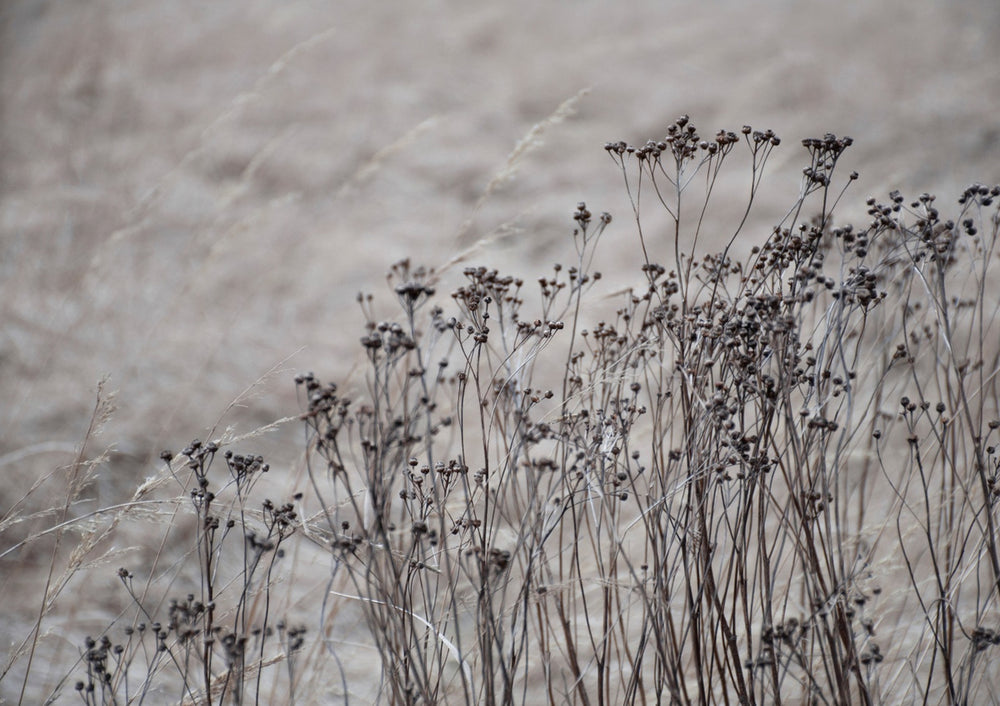 Quadro Flower Buds in the Beige Greige Golden Field 1