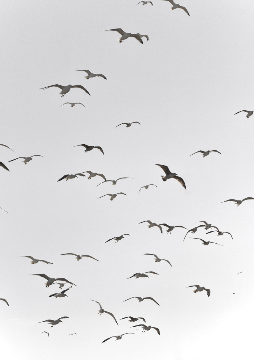 Quadro Fly High