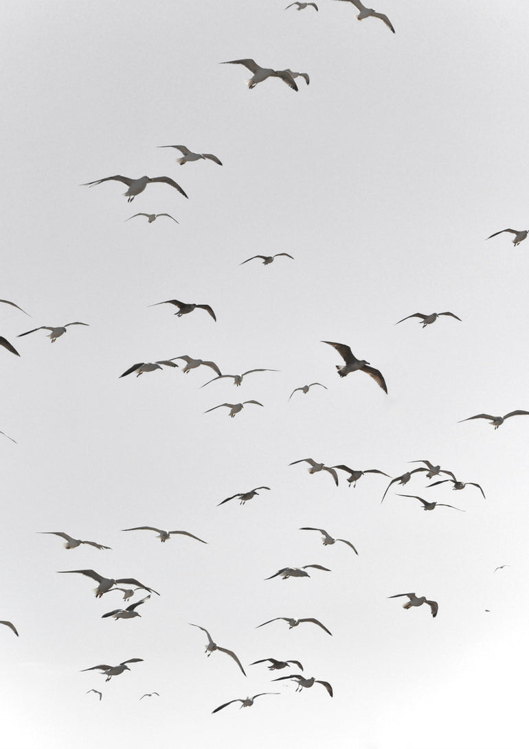 Quadro Fly High