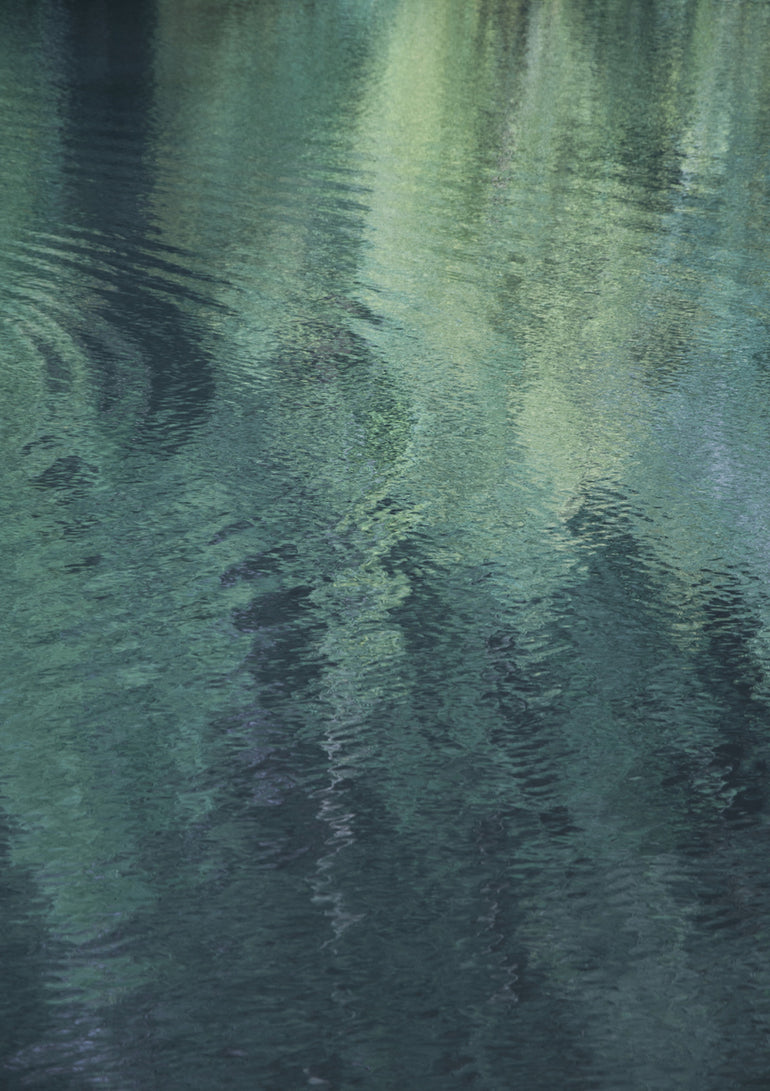 Quadro Forest in the Lake