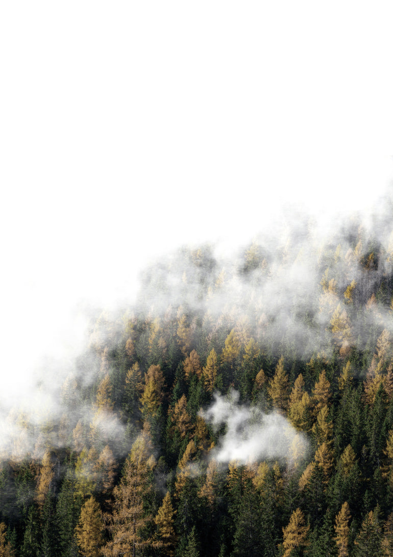Quadro Forest Trees