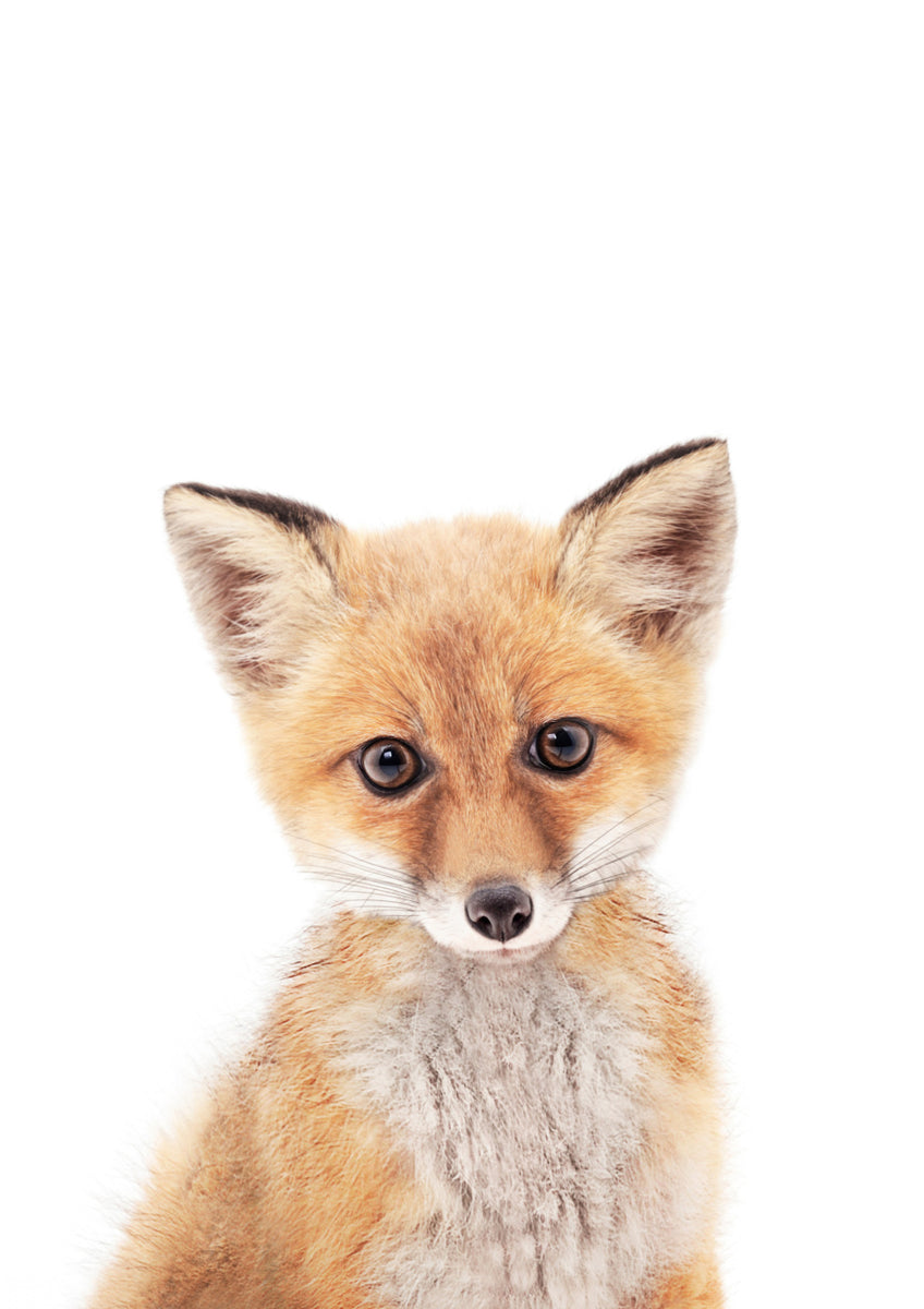 Quadro Fox