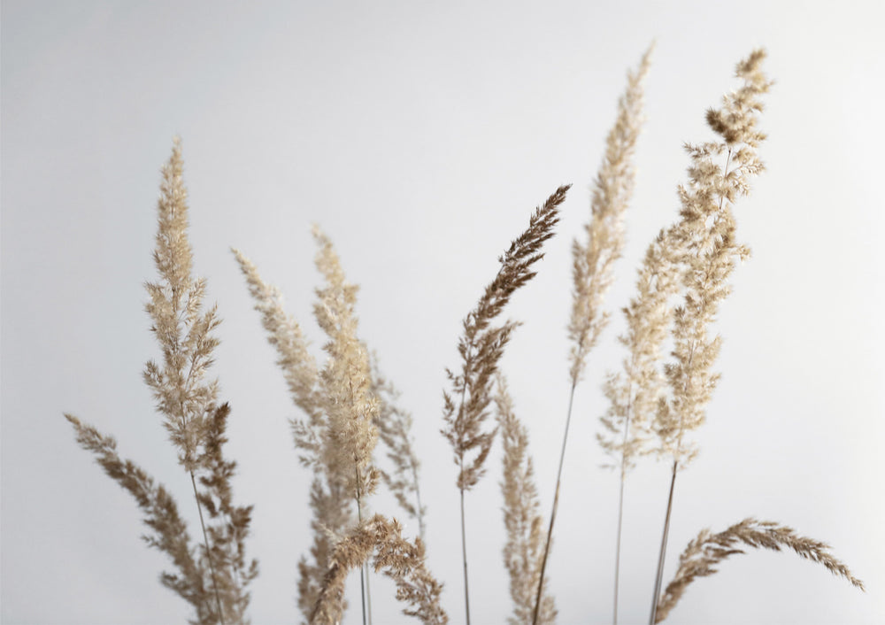 Quadro Glorious Golden Pampas Grass