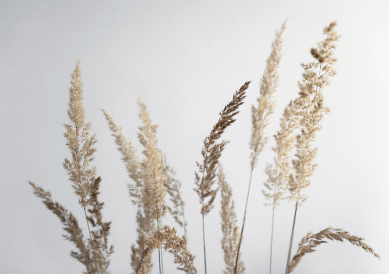 Quadro Glorious Golden Pampas Grass