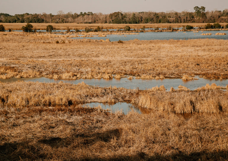 Quadro Golden Marshlands