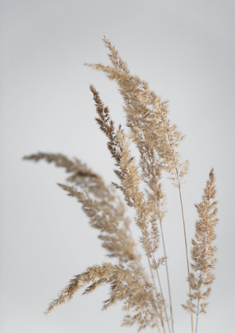 Quadro Golden Pampas Grass