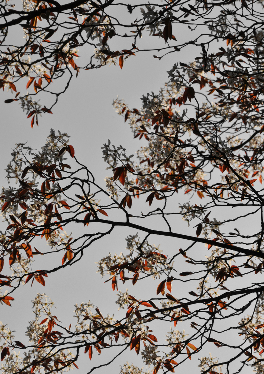 Quadro Grafic Spring and Flower Mood