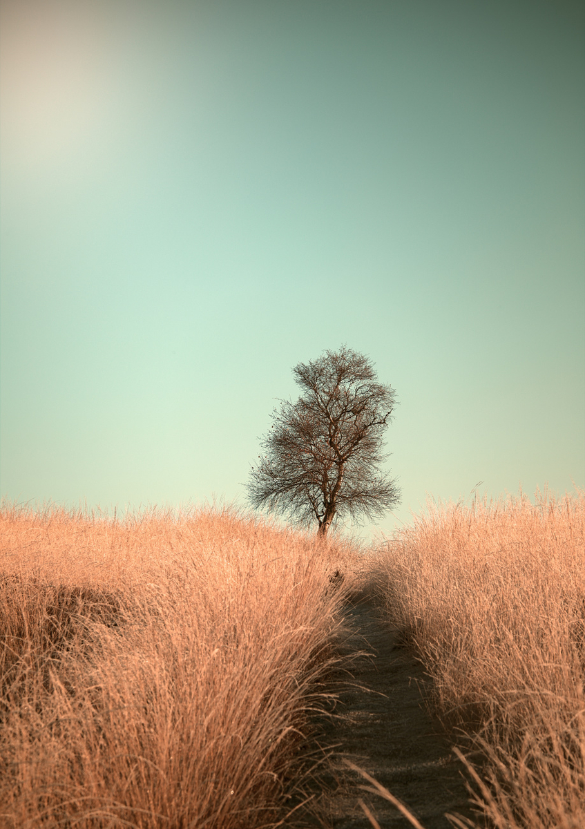 Quadro Grass and Path