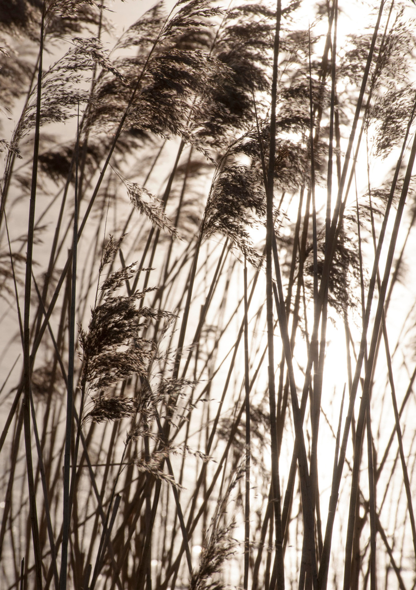 Quadro Grasses in the Golden Sunset