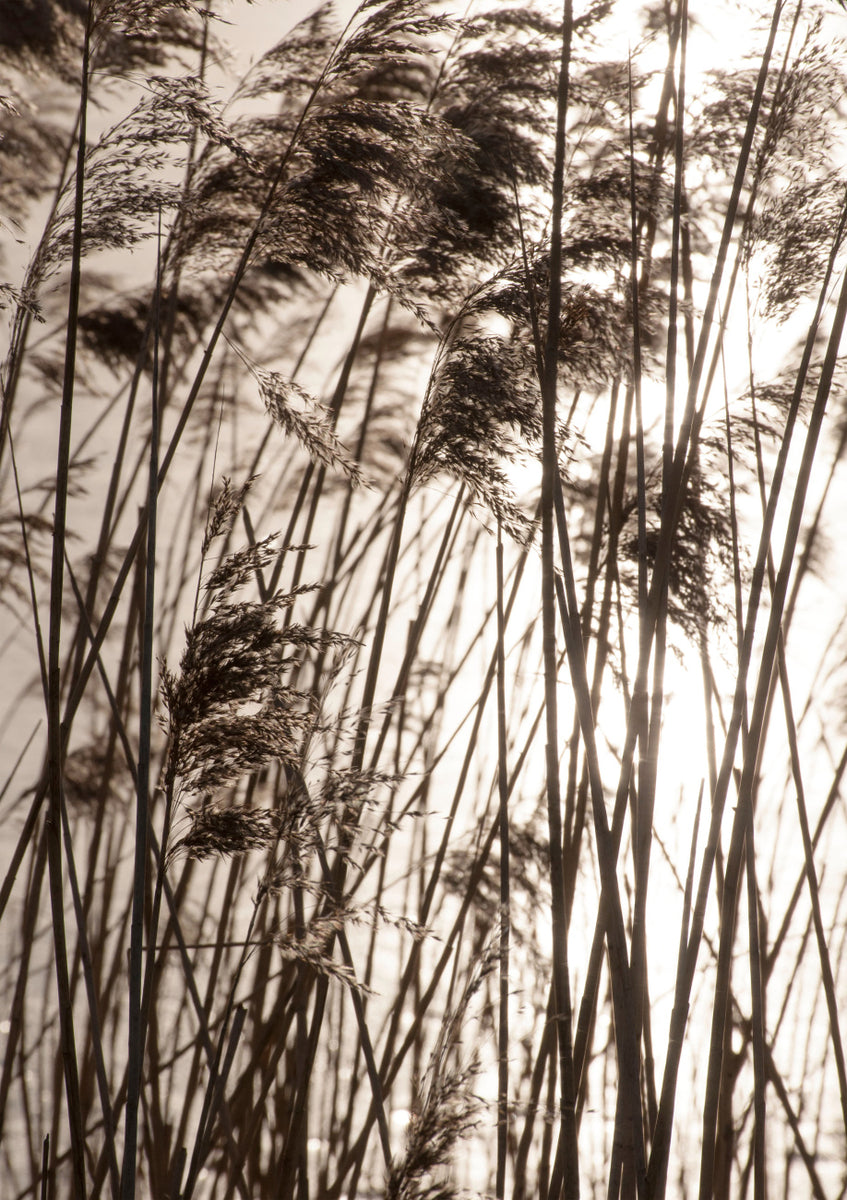 Quadro Grasses in the Golden Sunset