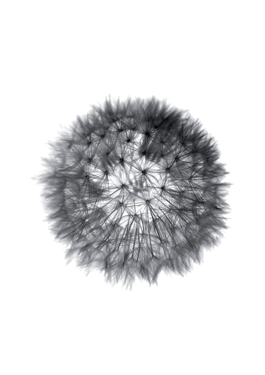 Quadro Grey Grafic Dandelion