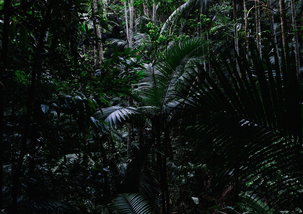 Quadro Heart of the Forest 1