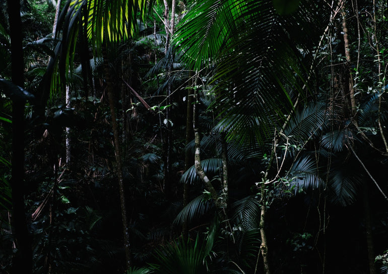 Quadro Heart of the Forest 2