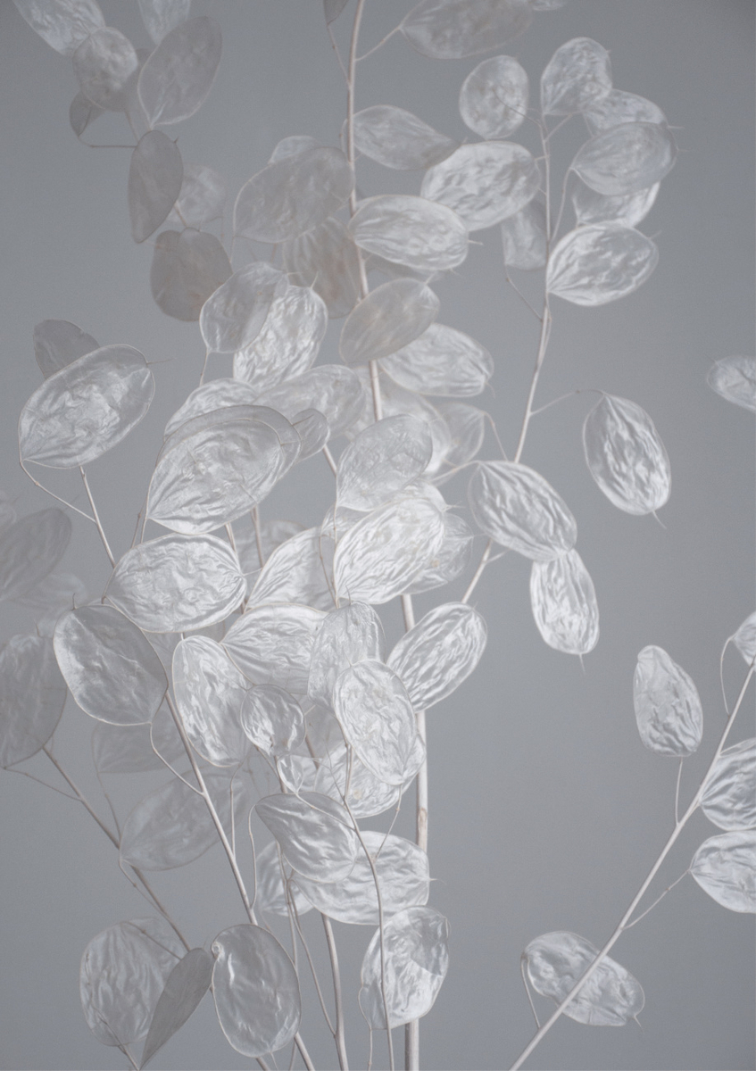 Quadro Honesty a Branch of Dried Flowers