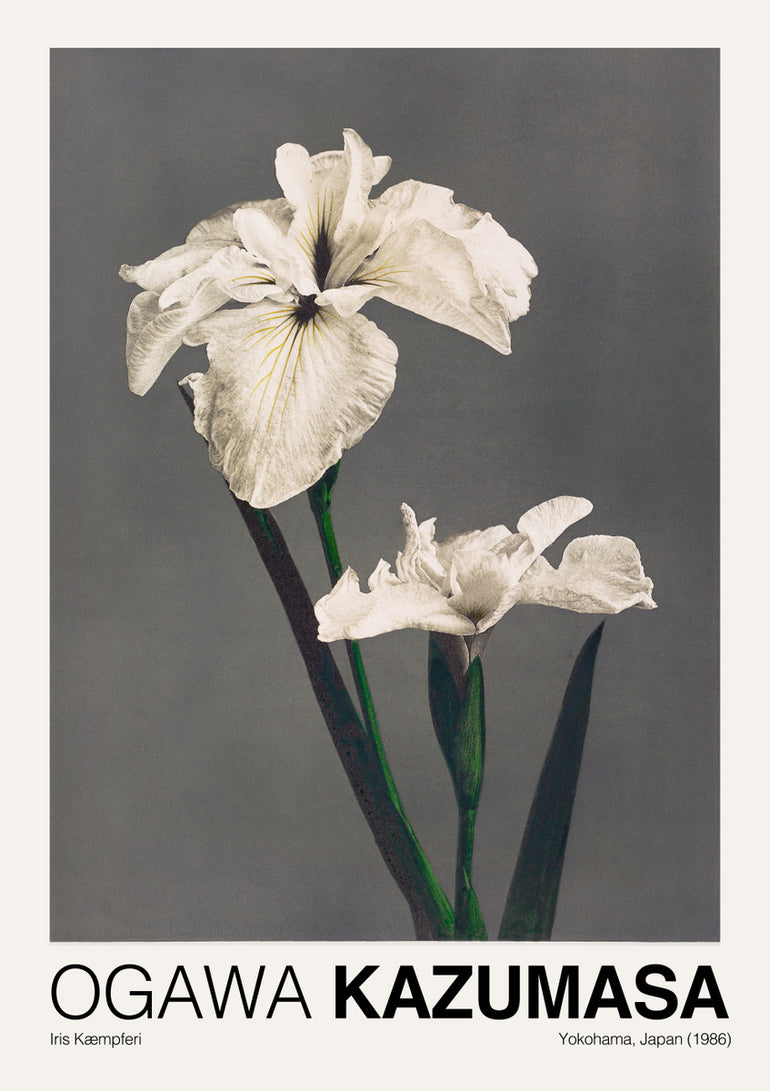 Quadro Iris Kaempferi By Ogawa Kazumasa 2