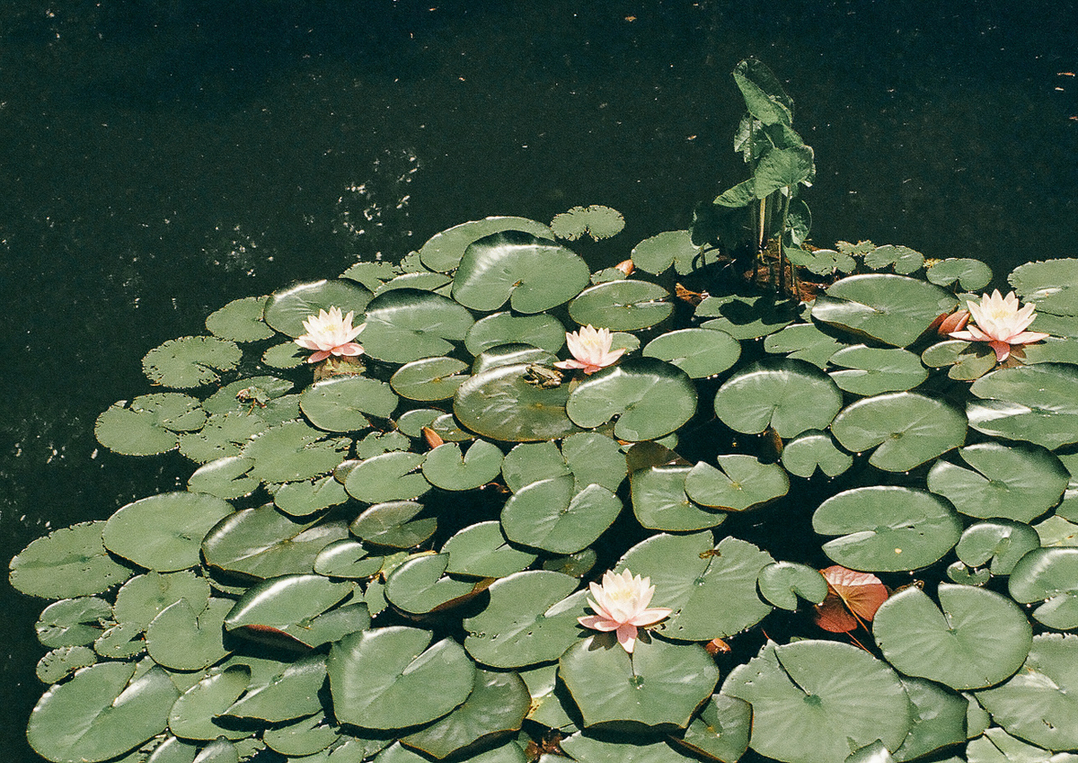 Quadro Lilies