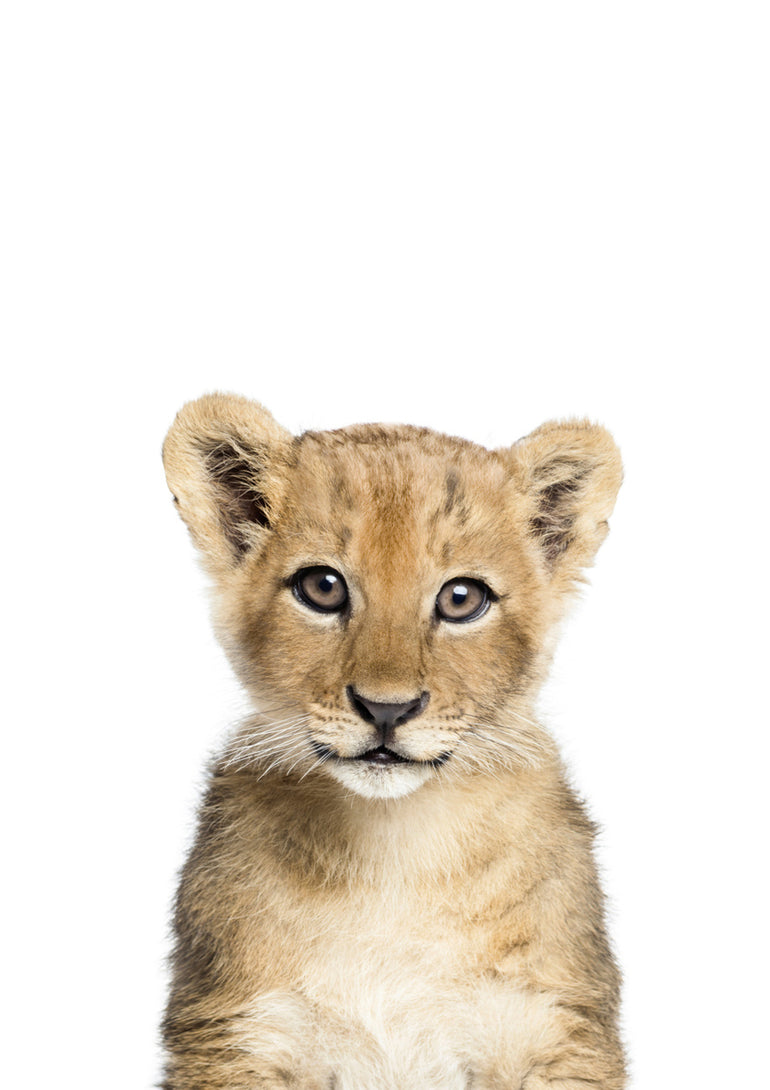 Quadro Lion