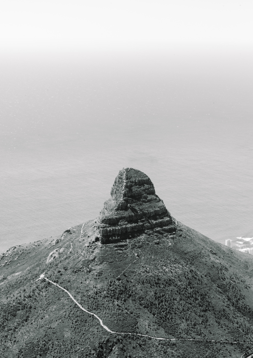 Quadro Lions Head