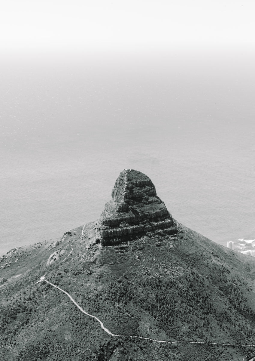 Quadro Lions Head
