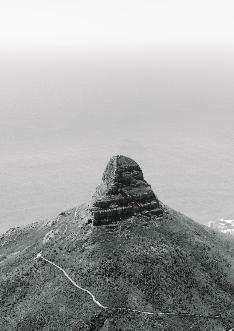 Quadro Lions Head