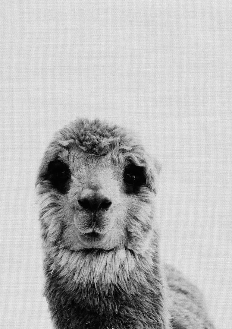 Quadro Llama