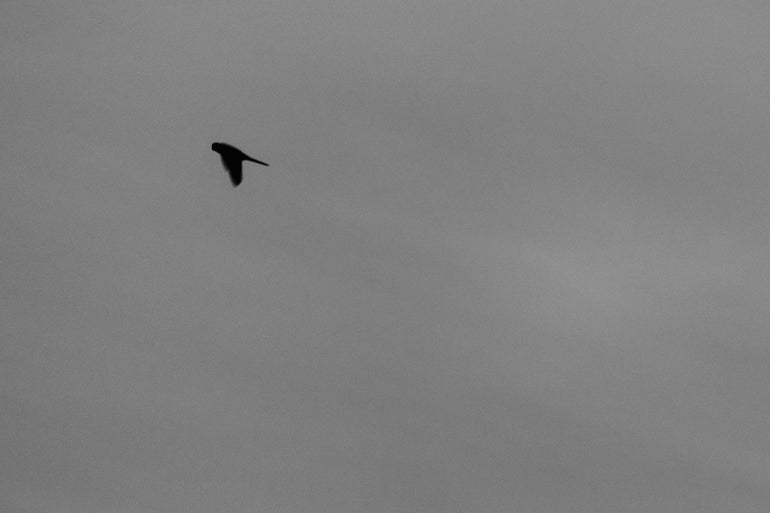 Quadro Lonely Bird