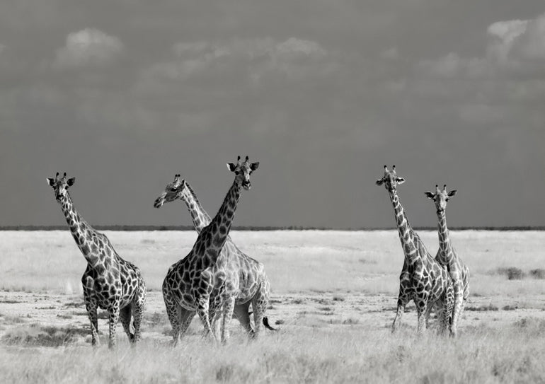 Quadro Look Girl Strange Animals