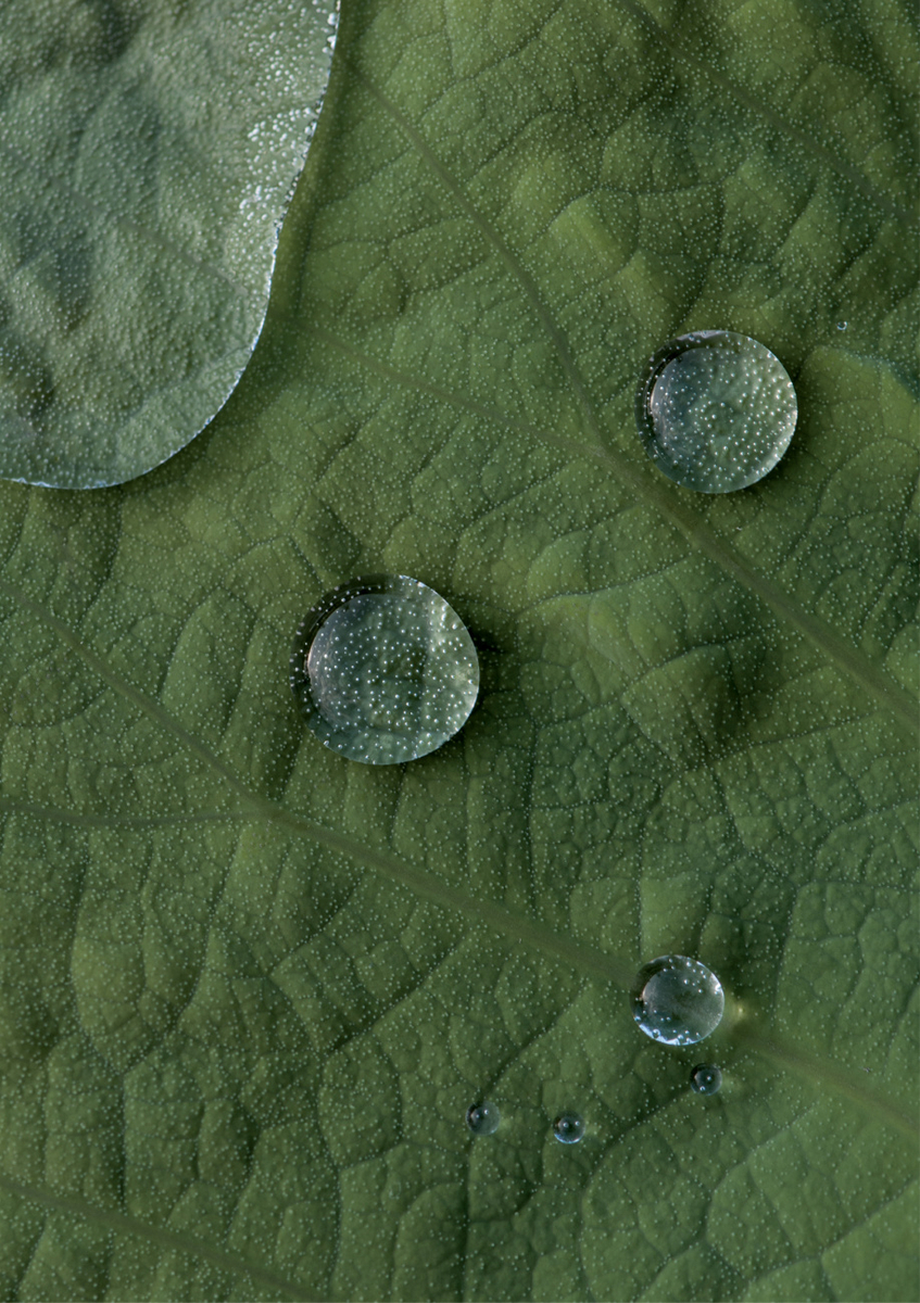Quadro Lotus Water Drops