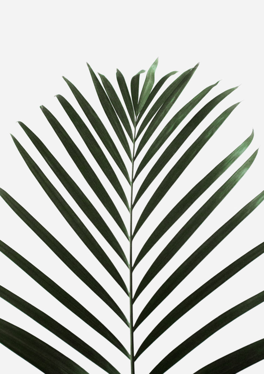 Quadro Lush Tropical Palms