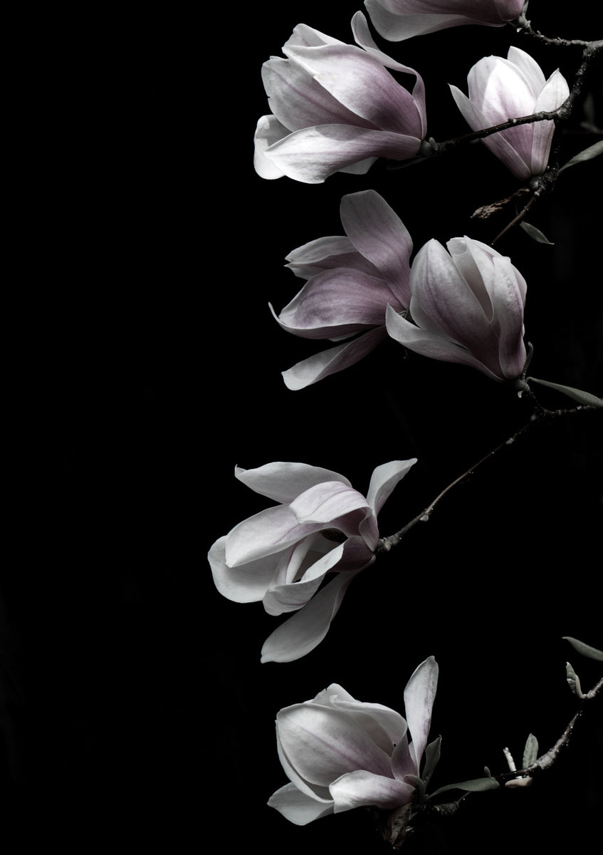 Quadro Magnolia on Black