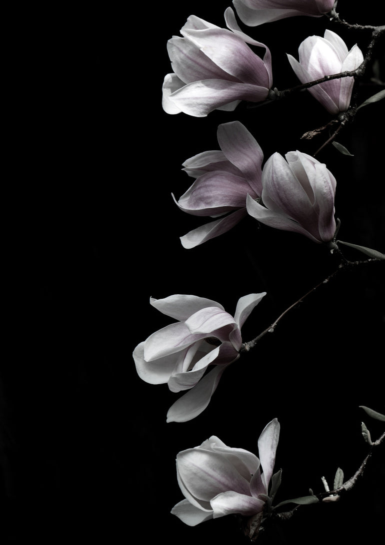 Quadro Magnolia on Black